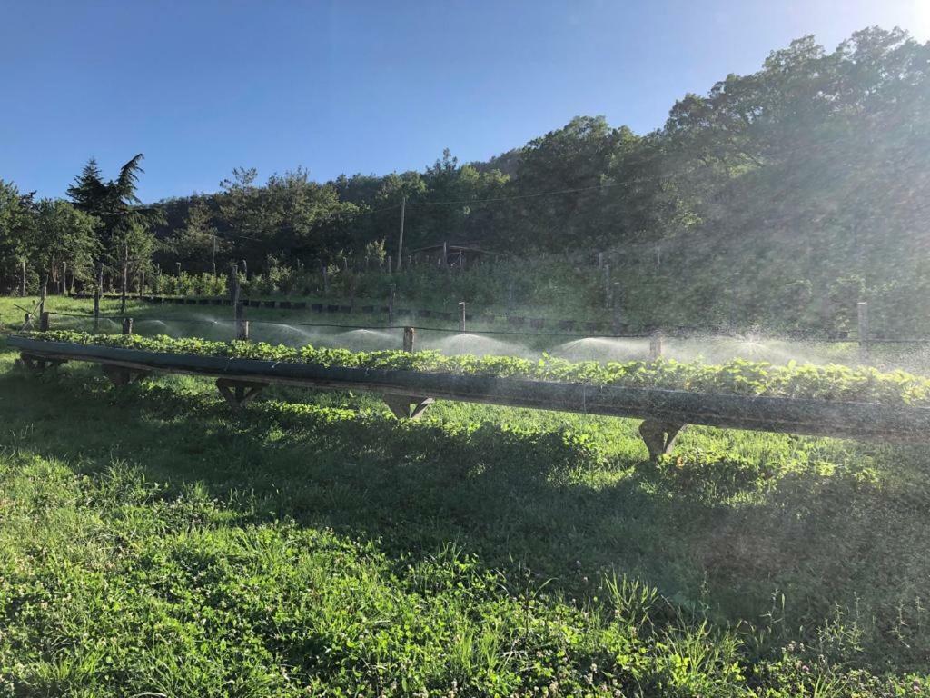 Tenuta Cà Di Bertucci Apartamento Solignano Exterior foto